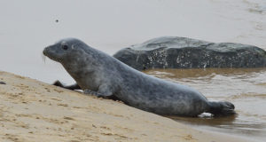 Hüljeste poegemisaeg on peagi käes!