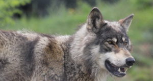 Lambakasvatajad on mures hundi murdmiste pärast