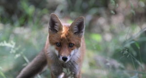 Rebane põdes koerte katku