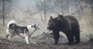 Venemaal korraldatakse jahikoertele eksameid