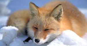 Veebruaris tehakse hagijatele jahieksameid