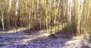 Piltuudis: kärntõvi pole kuhugi kadunud