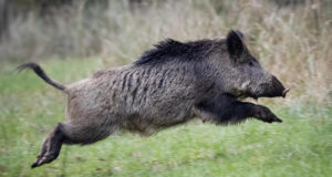 Metssigade küttimine seisuga 30.09.21