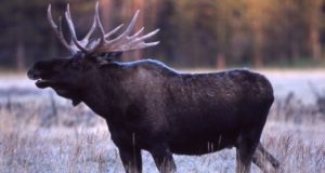 Pärnumaal tehakse jahikoertele eksameid