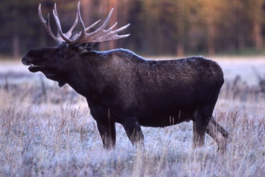 Pärnumaal tehakse jahikoertele eksameid
