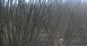 Piltuudis: sokkudel juba sarved hargnevad