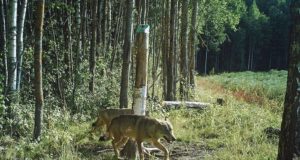 Hundid on sel aastal hulgaliselt loomi murdnud