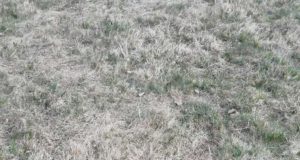 Pärnumaal murdis hunt jahikoera