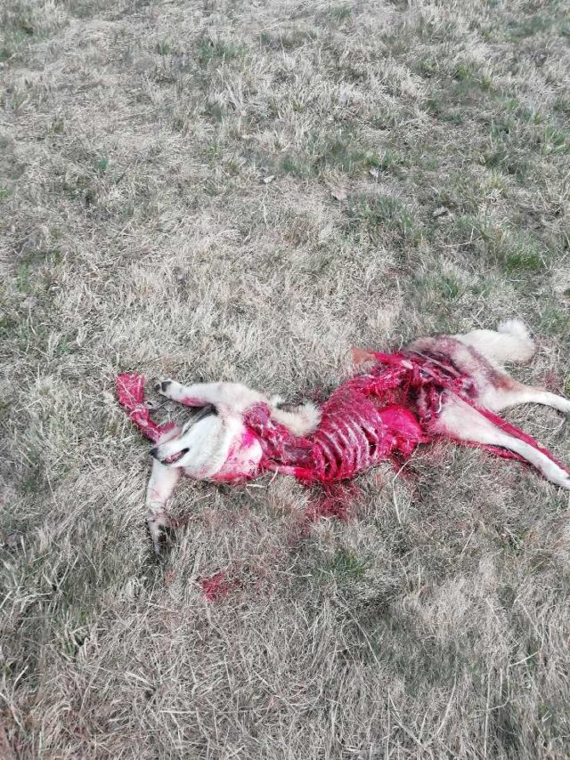 lääne-siberi laika