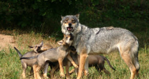 Tomi Saluveer: 200 murtud looma on liiast