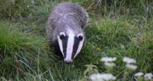 Päästjad tõid välja kolme meetri sügavusse auku kukkunud mägra