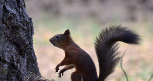 Keskkonnaagentuur kutsub üles loodusvaatlusi tegema