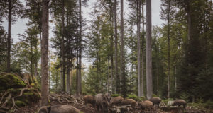 Jahimehed küttisid 4584 metssiga