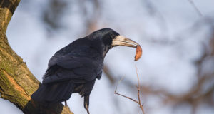 Muhu jahimehed kütivad vareseid