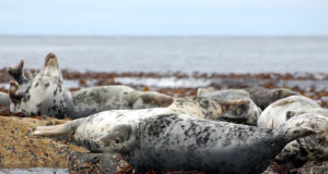 Kihnu jäägripealiku sõnul pistavad hallhülged kümne aastaga nahka suurema osa Läänemere kalu