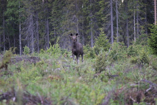 Jahiulukite käitlemiskoha investeeringutoetuse infopäev