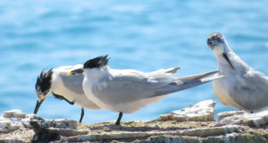 Maailma eluslooduse päev on 2020. aastal pühendatud liikide mitmekesisusele
