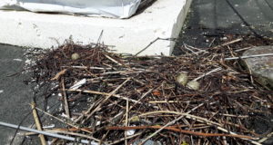 Linnas aitab inimese ja looduse vahelisi konflikte vältida õigeaegne ennetustegevus