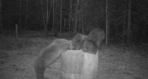 PILTUUDIS: Ka Jõgevamaal on karud liikvel