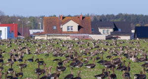 Algava hanejahi asjus kaaluvad kohtuskäiku nii linnukaitsjad kui põllumehed