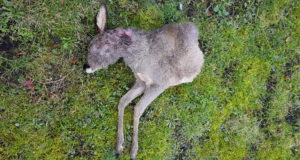 Viimsi valla erakinnistult leiti pooleldi söödud kitsekorjus