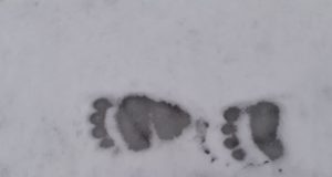 Sel talvel on karud ärksama unega kui tavaliselt