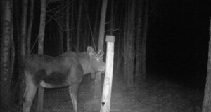 Piltuudis: põdrapull kannab veel sarvi