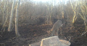 PILTUUDIS: Sokusarvedel karvapuhastusaeg