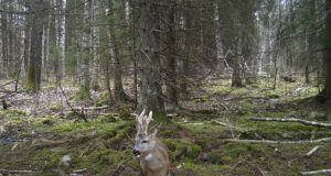 Piltuudis: ees ootab karvavahetuse ja sarvepuhastuse aeg