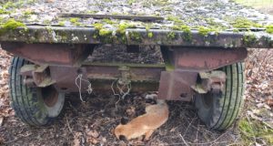 Jõelähtme vallast leiti surnud rebane