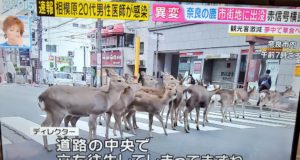 Metsloomad kipuvad linnadesse