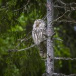 ural-owl-4831432_960_720