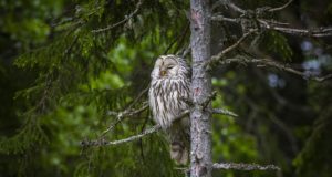 Toimus Tartu Jahindusklubi viktoriin.