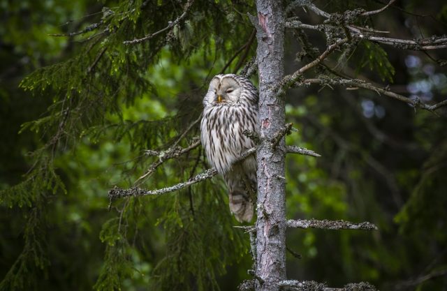 ural-owl-4831432_960_720