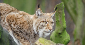 Viimsis aeti alla ilves, juht jättis vigastatud looma kraavi lebama