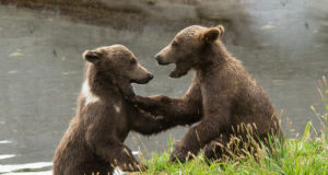 Karupojad hävitavad talumeeste söödavarusid