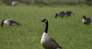 Vikerraadio tegi ülevaate heidutusjahist
