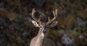 Muudeti võõrliikide küttimiskorda