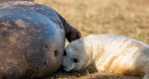 Jüssi: ilmselt hukkusid pooled hallhülge pojad ja kõik viigripojad