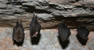 Terioloogid: nahkhiired ei ole süüdi koroona pandeemia tekkes