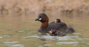 Eesti veekogude “arg pardipoeg” on väikepütt