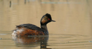 Mustkael-pütt on Eestis haruldane eksikülaline