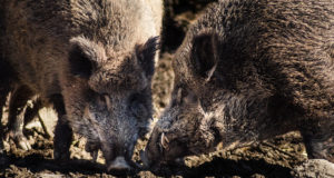 Sel jahihooajal on kütitud 183 metssiga