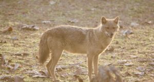 Tiit Maran: nädalapäevad tagasi oli loomaias taas näha šaakali jälge