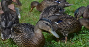 Euroopas möllab teinegi ohtlik taud, mis võib rändlindudega ka Eestisse jõuda