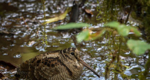Lõppeva aasta linnust metskurvitsast valmis lühifilm