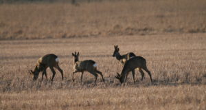 Selgunud on 2019/2020 jahihooaja küttimisandmed