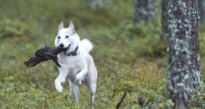 Koeraga või koerata selles on küsimus?