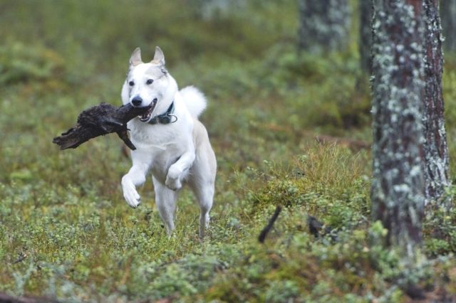 Kristjani Arukuuse Roxie