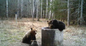 Pärnumaa mesikäpad käivad külas herneid söömas
